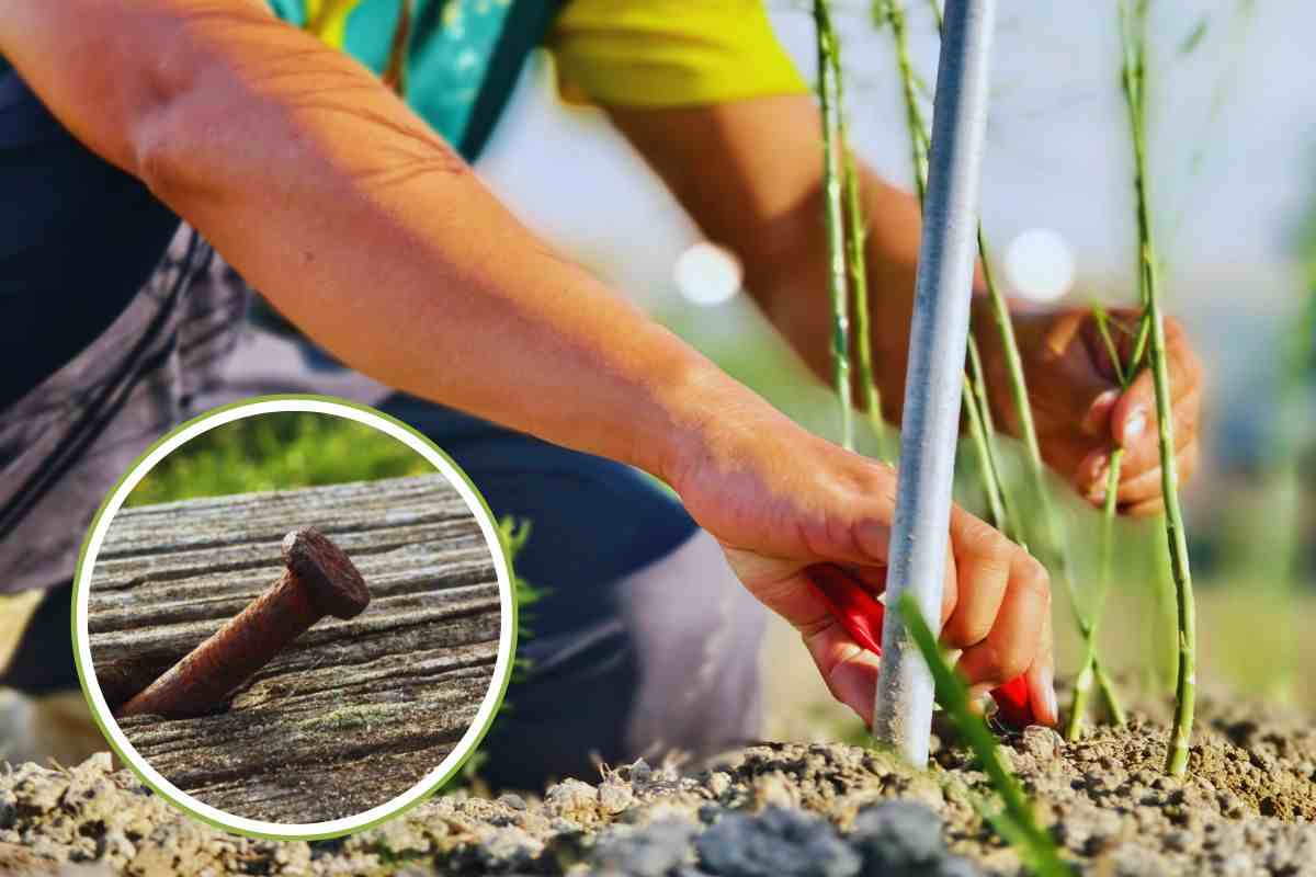 chiodo arrugginito nelle piante