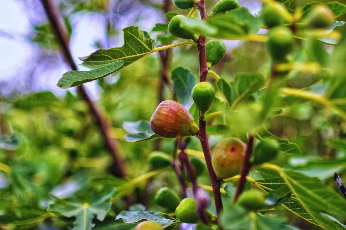 la pianta di fico habitat ideale per i serpenti